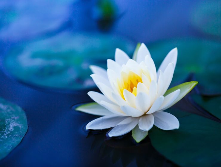 All You Need to Know About Blue Lotus Flower-min