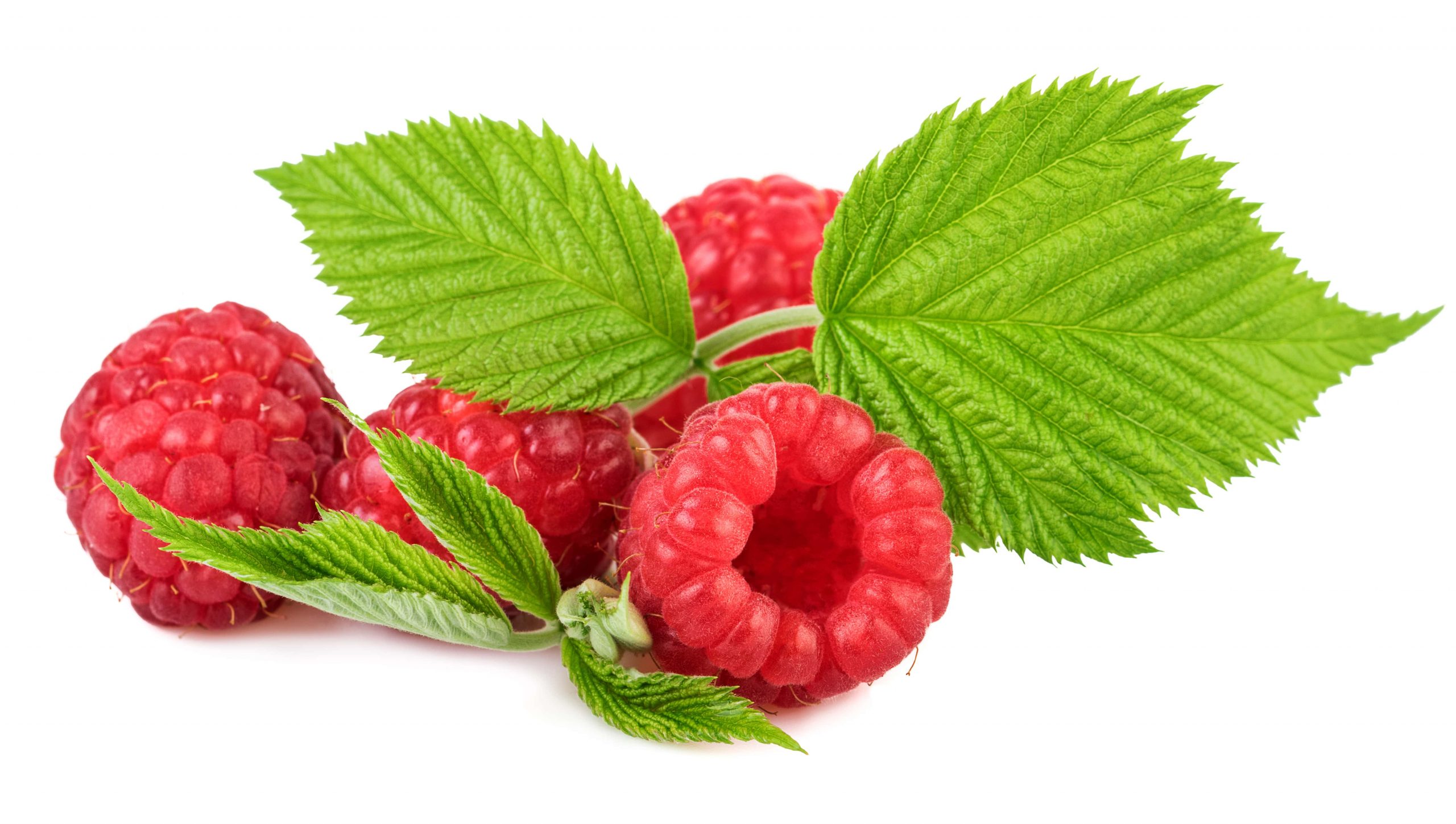 EFFECTS OF RED RASPBERRY LEAF TEA ON PREGNANCY AND OTHER FACTS-min