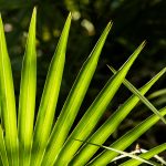 ALL YOU NEED TO KNOW ABOUT SAW PALMETTO-min