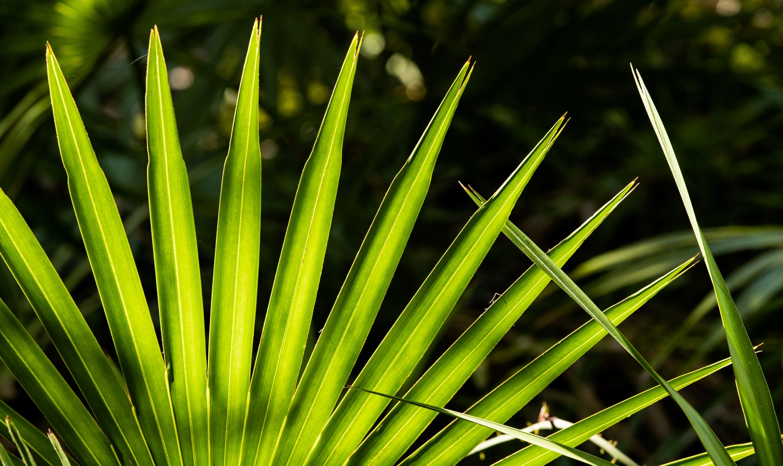 ALL YOU NEED TO KNOW ABOUT SAW PALMETTO-min