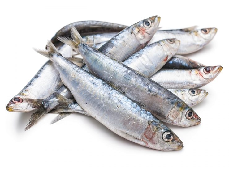 ARE SARDINES GOOD FOR YOU-min