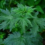 ALL YOU NEED TO KNOW ABOUT MOTHERWORT-min
