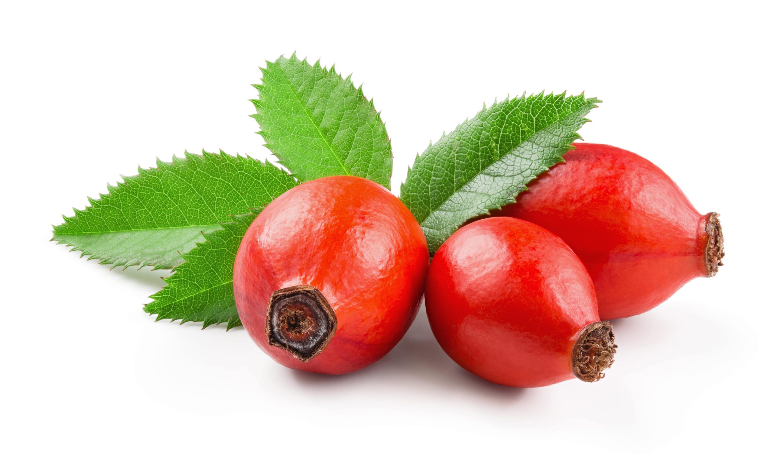 EVERYTHING ABOUT ROSE HIPS-min