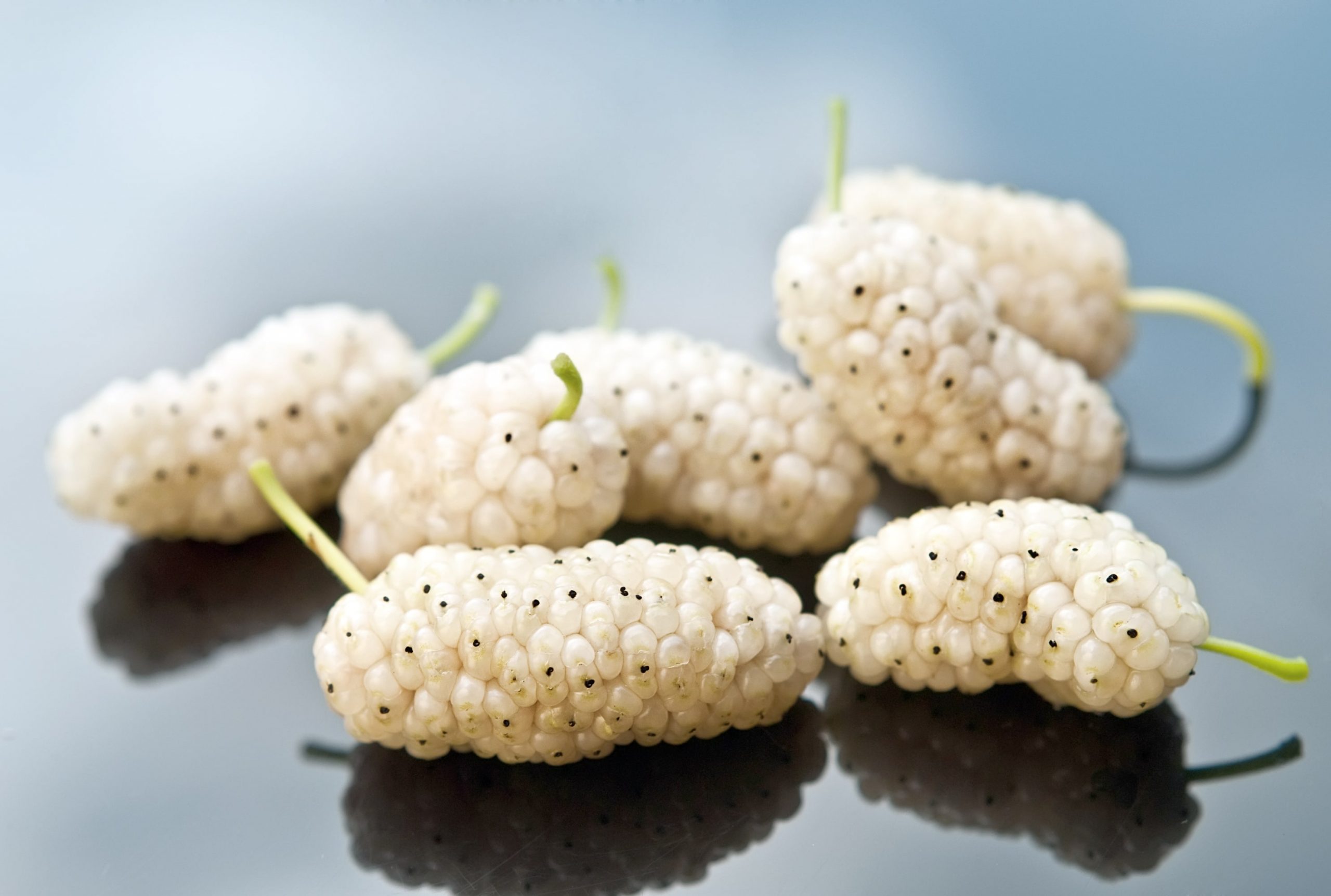 HEALTH BENEFITS OF WHITE MULBERRY-min