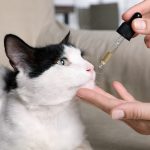 HOW DOES CBD WORK FOR THE WELL-BEING AND HEALTH OF YOUR CAT