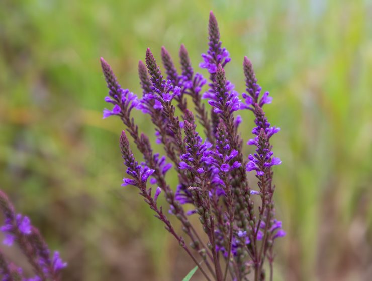 THE VERVAIN HERB HEALTH BENEFITS AND SIDE EFFECTS-min