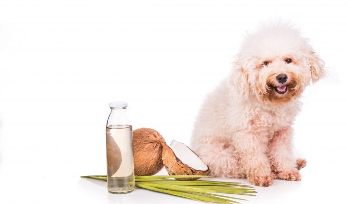 COCONUT OIL- SHOULD YOU USE IT ON YOUR DOG-min