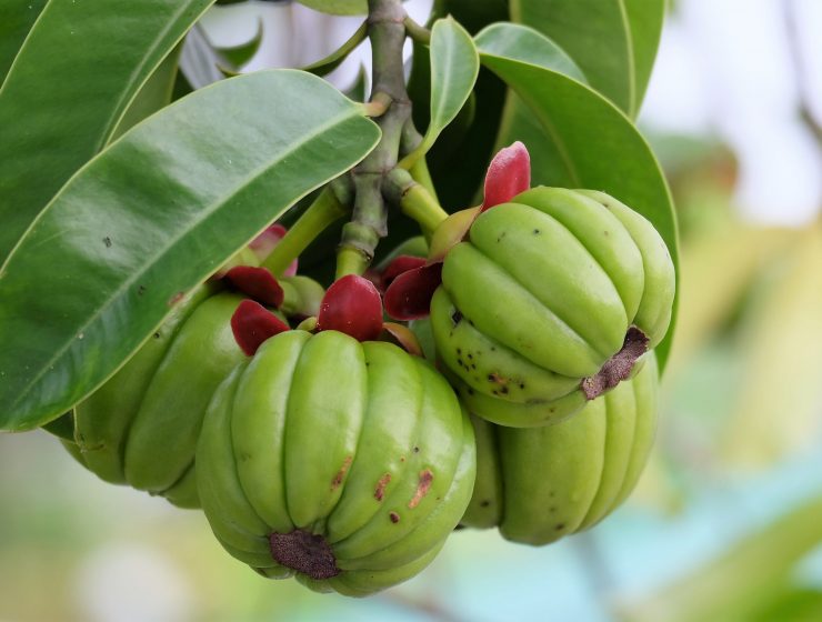 IMPACTS OF MIXING GARCINIA CAMBOGIA AND APPLE CIDER VINEGAR-min