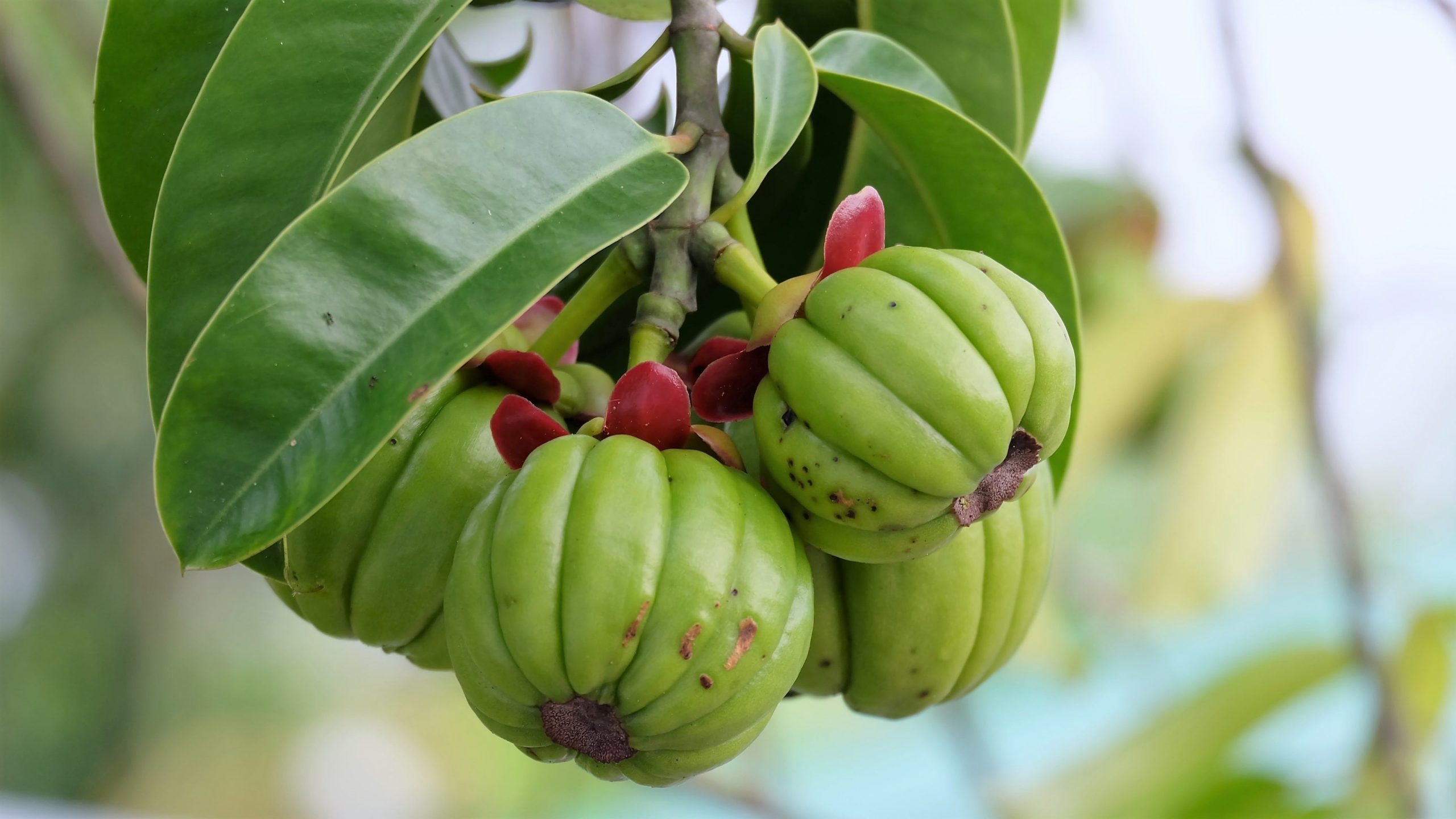 IMPACTS OF MIXING GARCINIA CAMBOGIA AND APPLE CIDER VINEGAR-min