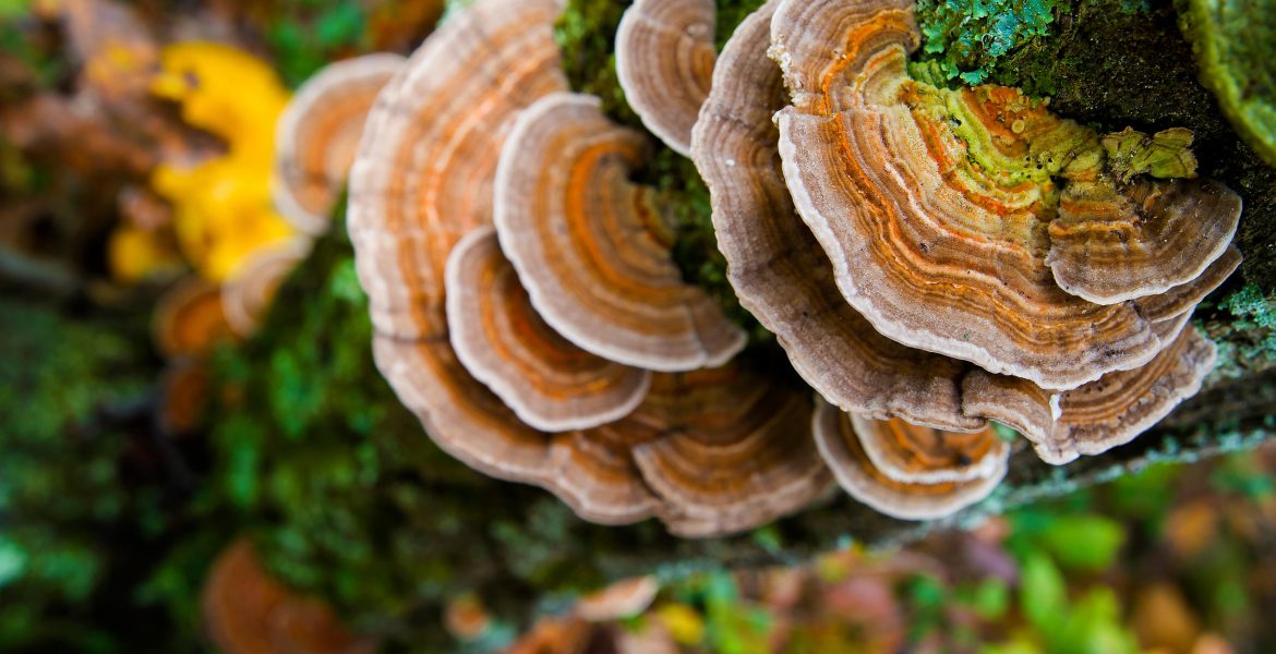 TURKEY TAIL IS IT SAFE TO ADD IT TO YOUR DAILY ROUTINE AND ITS HEALTH BENEFITS-min