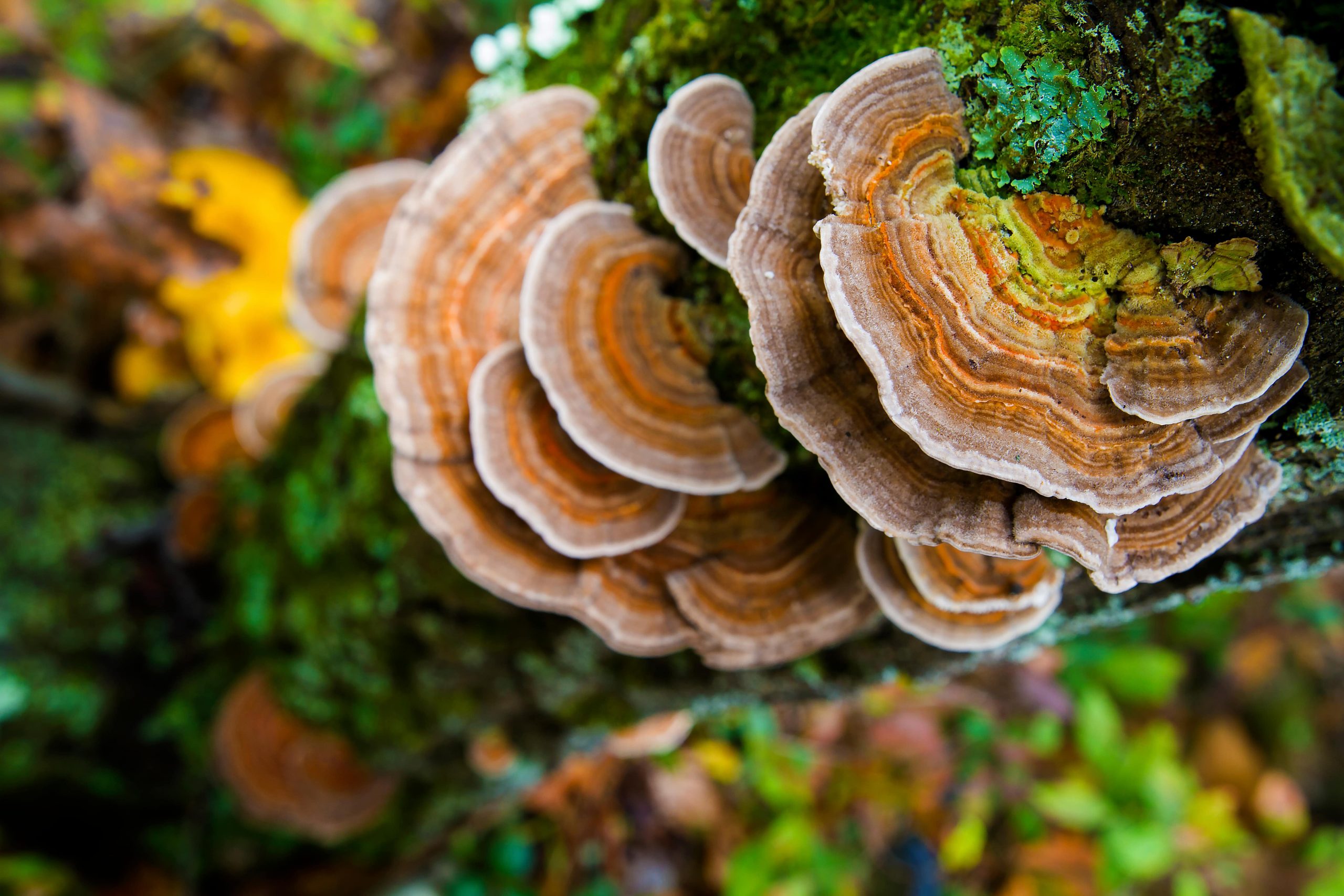 TURKEY TAIL IS IT SAFE TO ADD IT TO YOUR DAILY ROUTINE AND ITS HEALTH BENEFITS-min