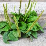 WHAT SHOULD YOU KNOW ABOUT PLANTAIN WEED-min