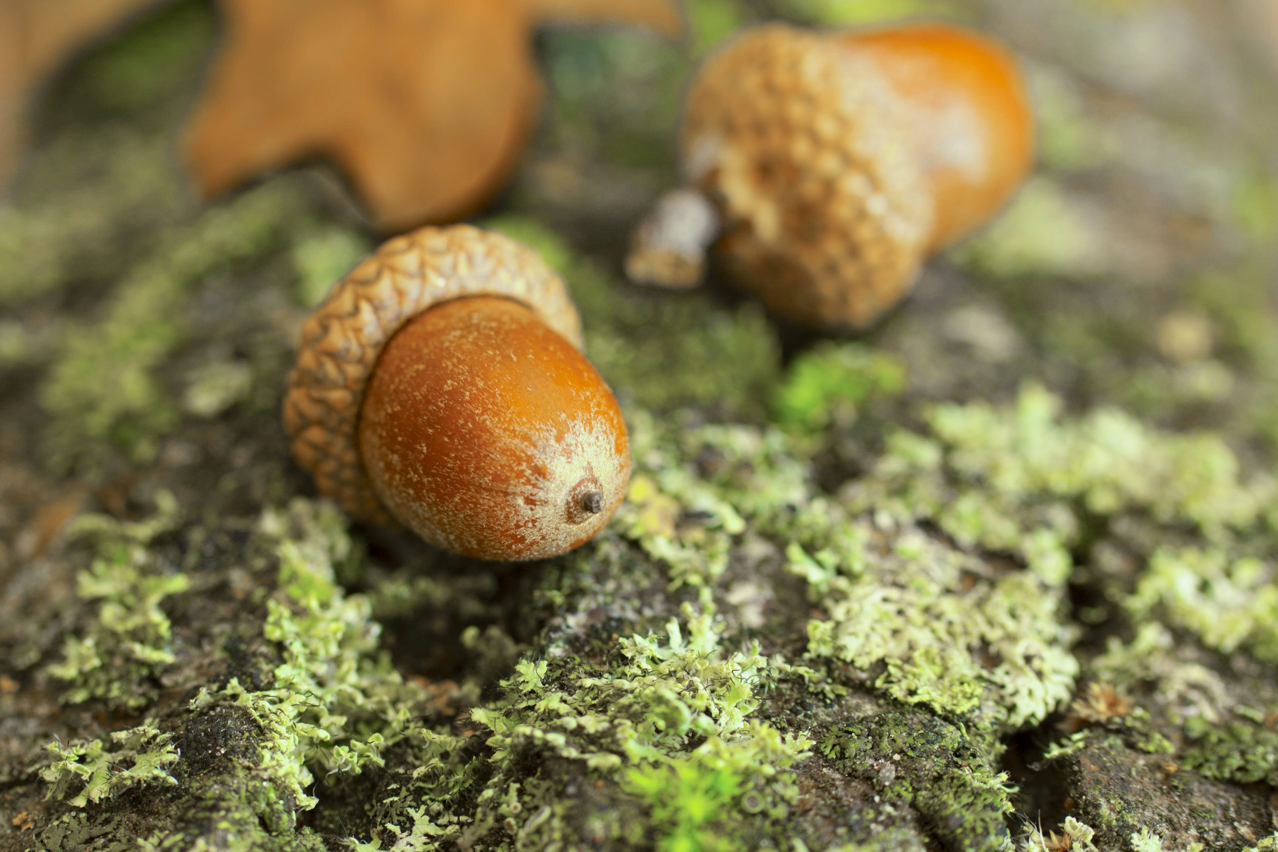 ARE ACORNS SAFE TO EAT-min