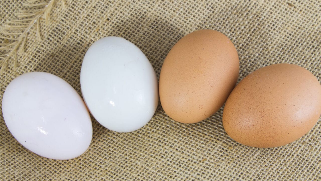 BROWN VERSUS WHITE EGGS IS THERE A DIFFERENCE IS ONE HEALTHIER THAN THE OTHER-min