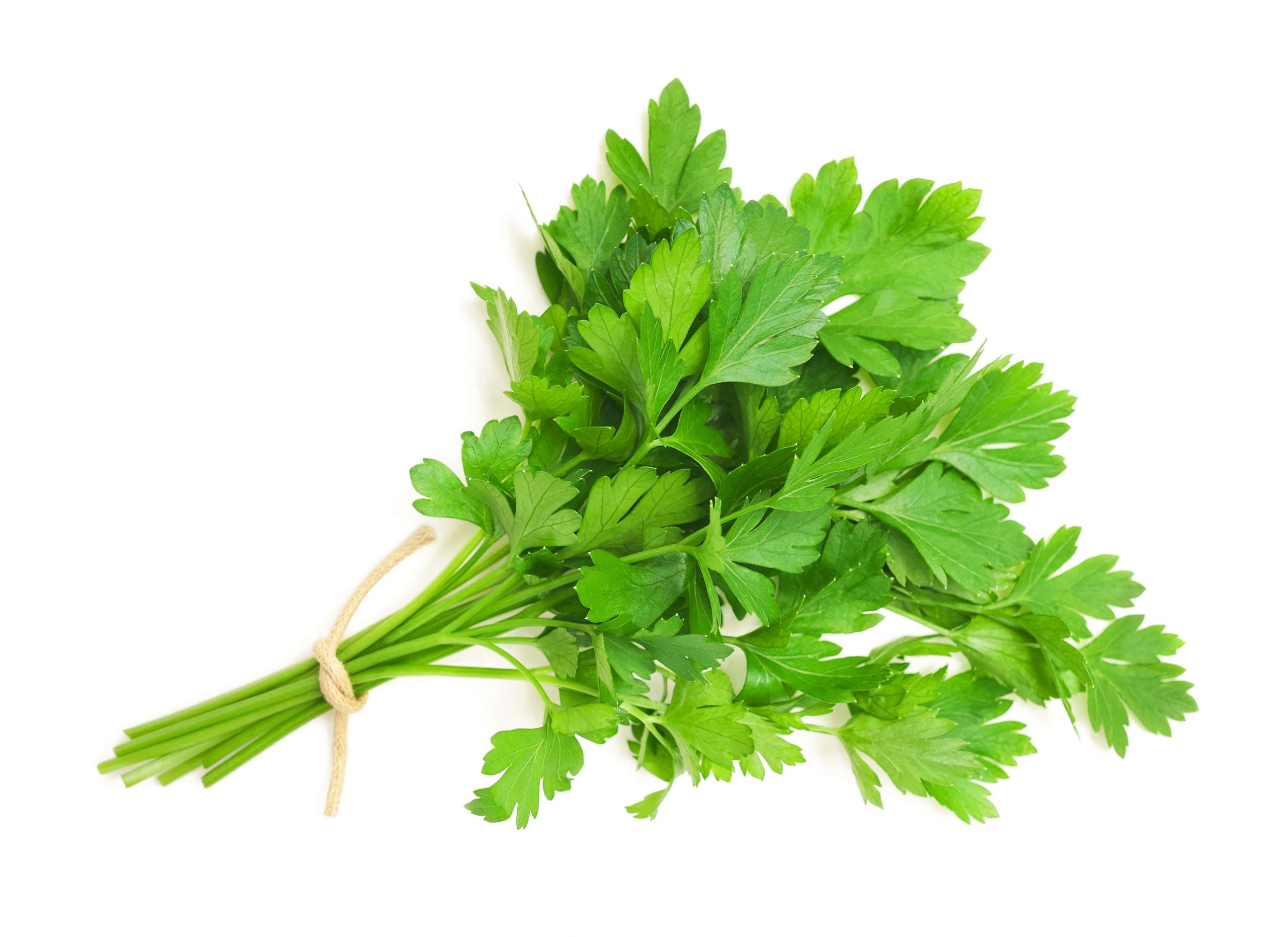 THE HEALTH BENEFITS OF PARSLEY-min