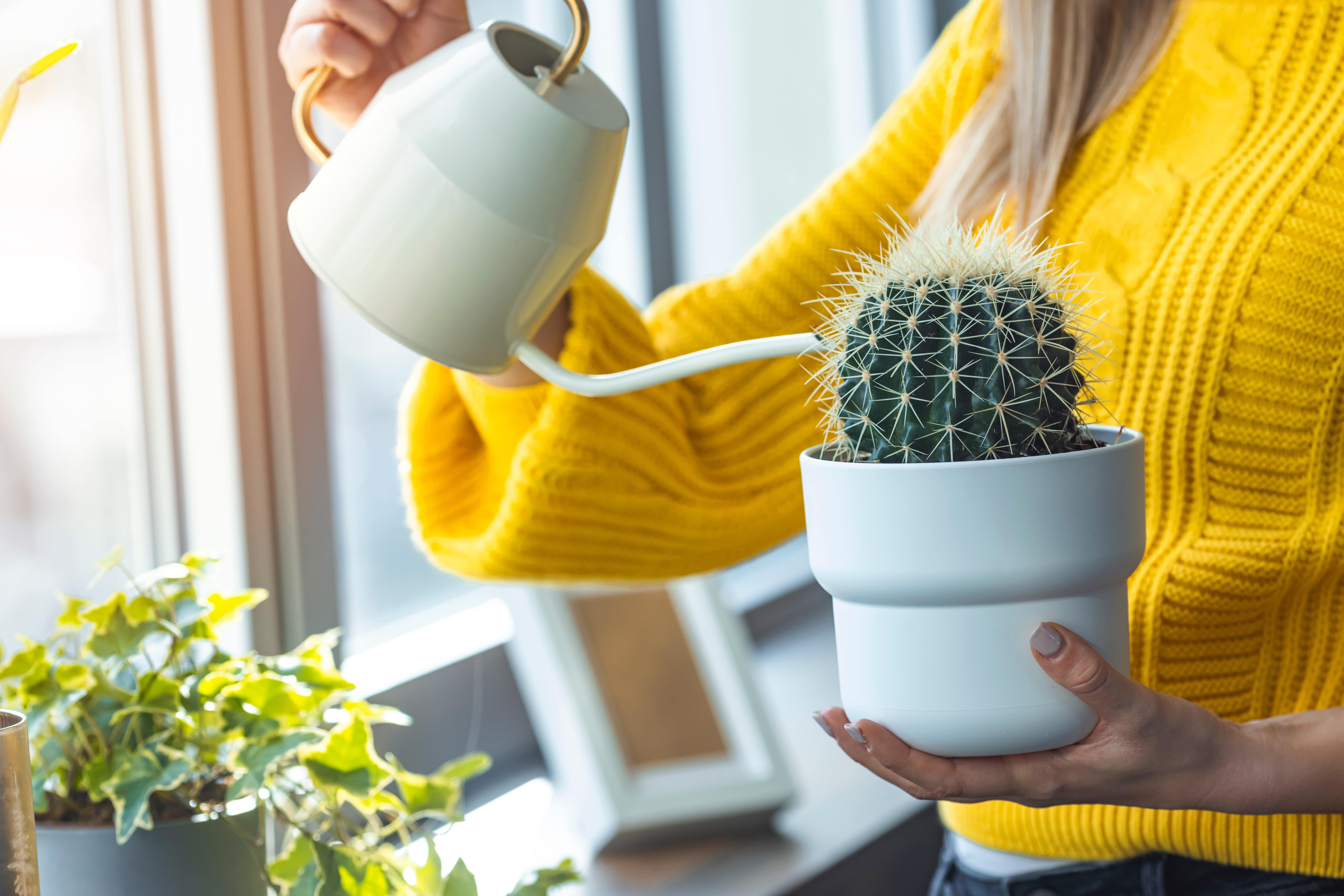 What Benefits Does Cactus Water Have for Hydration-min