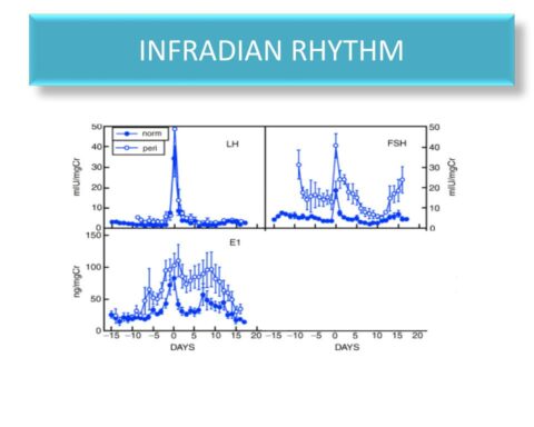 Infradian Rhythm