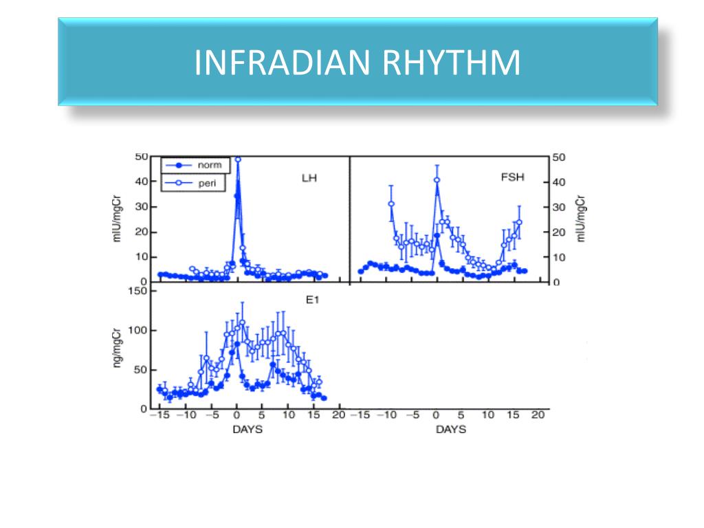 Infradian Rhythm