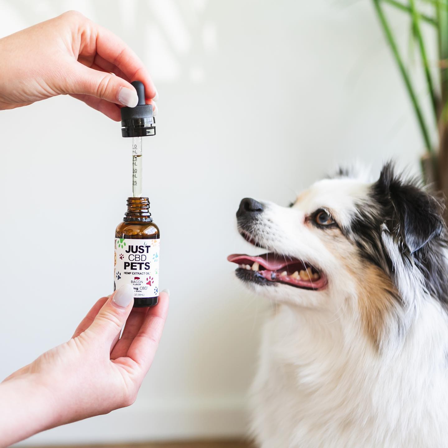 10 Best CBD Oil for Cats and Dogs for 2022