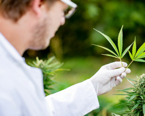 Medicinal Cannabis Help