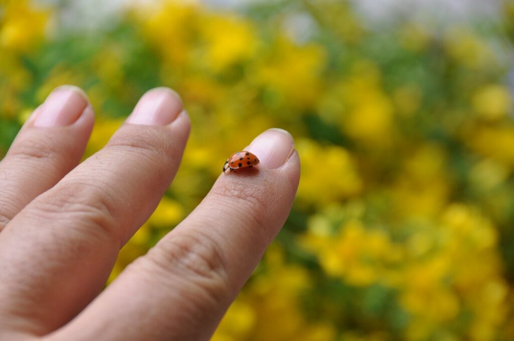 THE SYMBOLIC AND SPIRITUAL MEANING OF A LADYBUG LANDING ON YOU