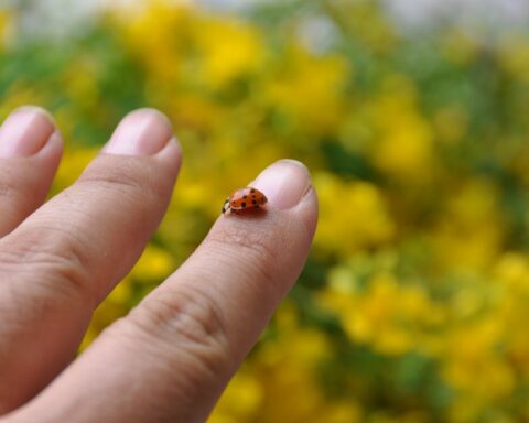 THE SYMBOLIC AND SPIRITUAL MEANING OF A LADYBUG LANDING ON YOU