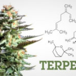 WHAT ARE TERPENES?
