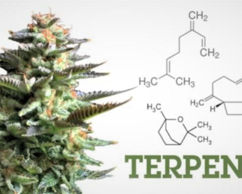 WHAT ARE TERPENES?