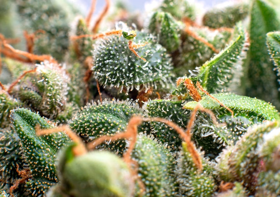 WHAT ARE THE BENEFITS OF TERPENES?