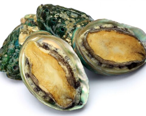 Abalone