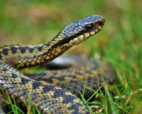 Adder