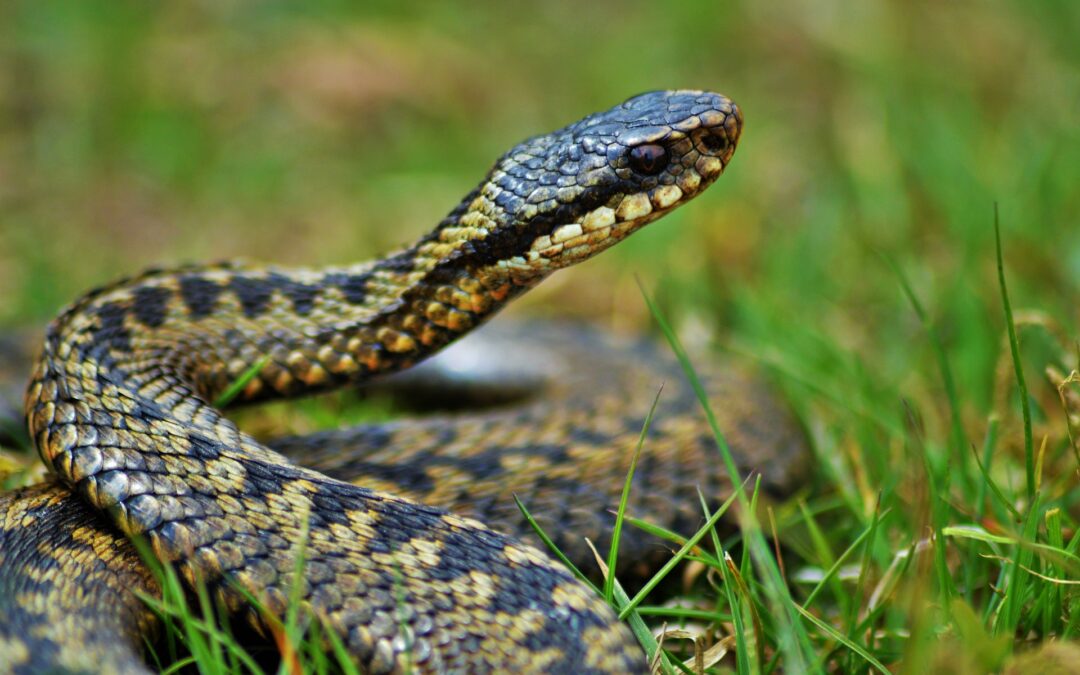 Adder