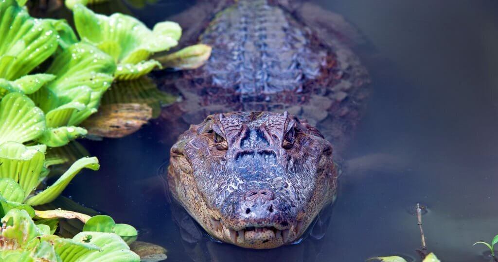 Alligator or crocodile