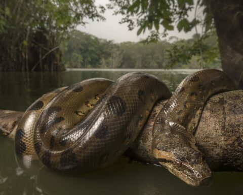 Anaconda