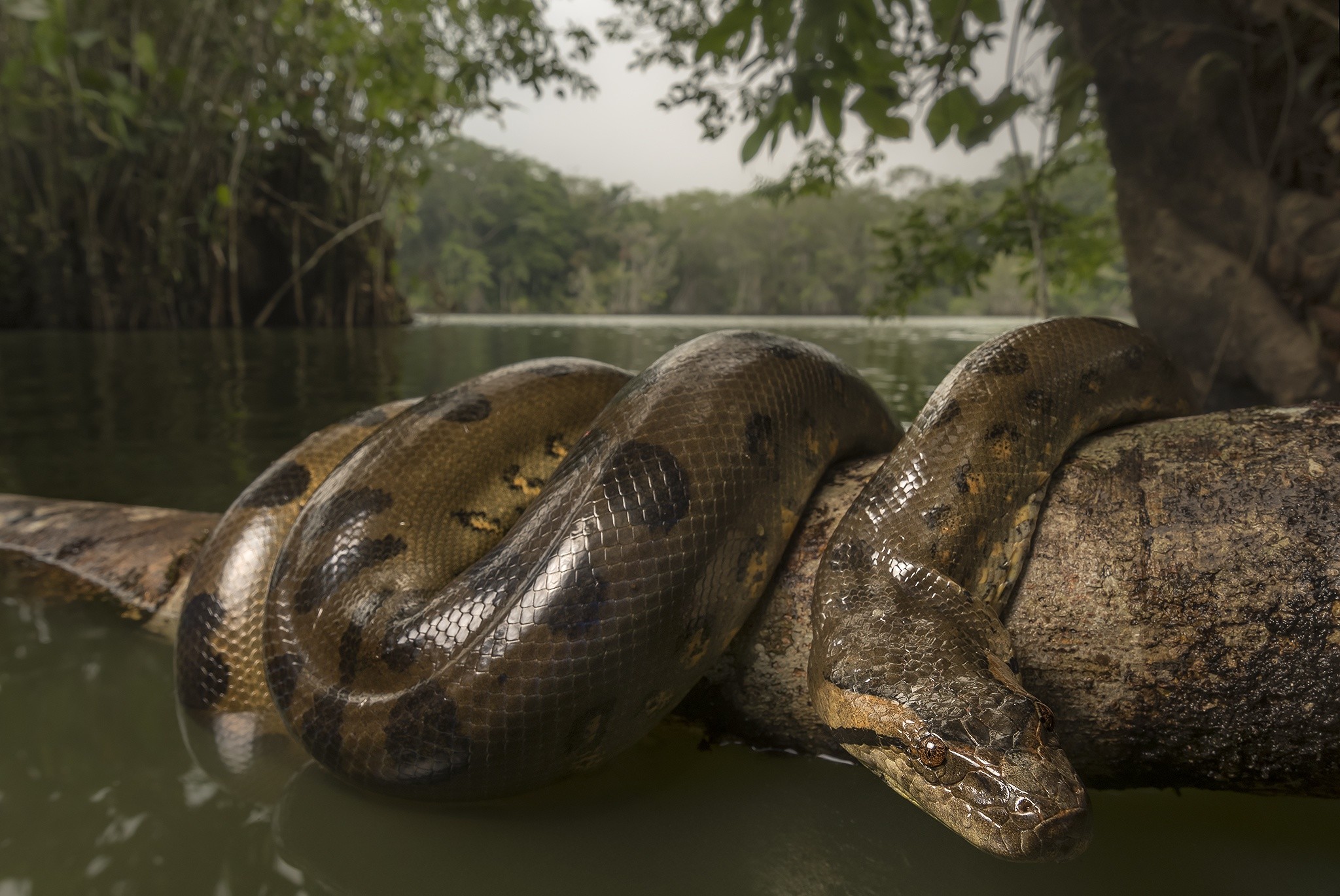 Anaconda