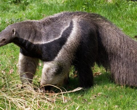 Anteater