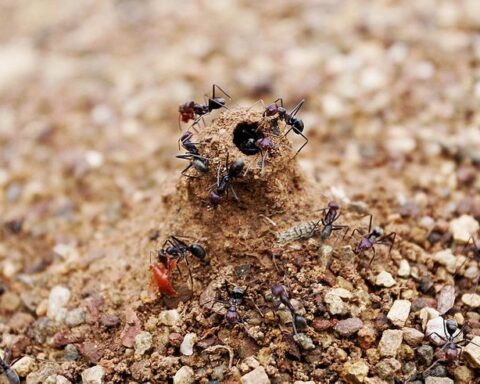 Anthill