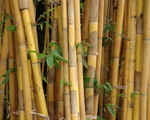 A bamboo cane