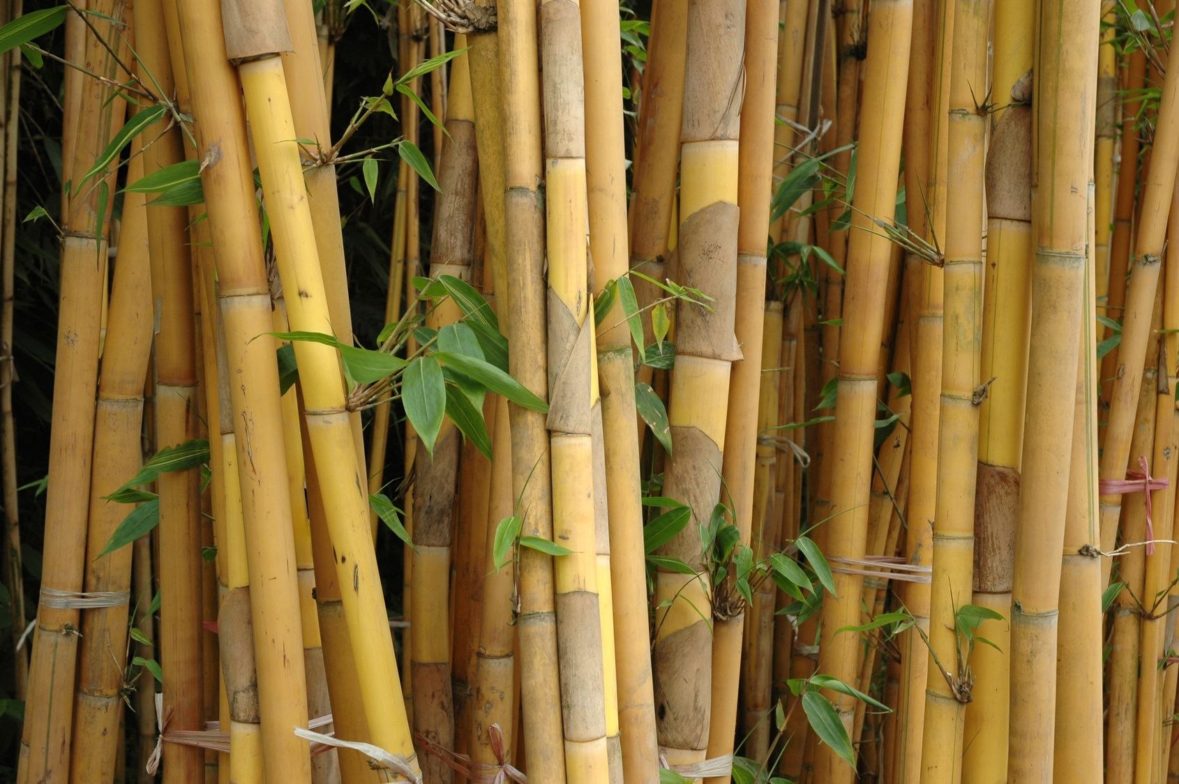 A bamboo cane