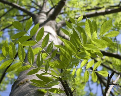 Ash Tree