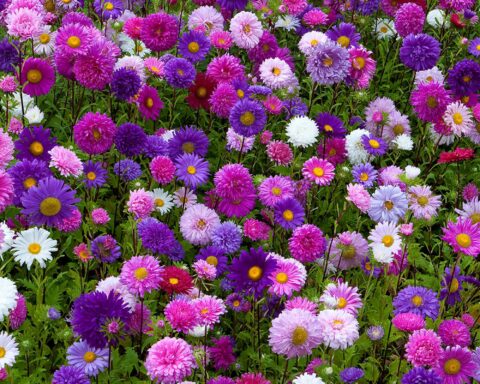 Asters