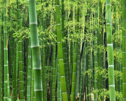 Bamboo