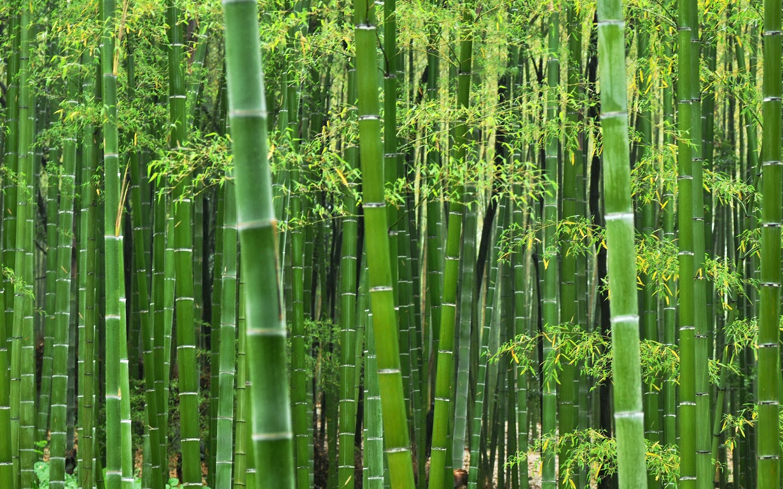 Bamboo