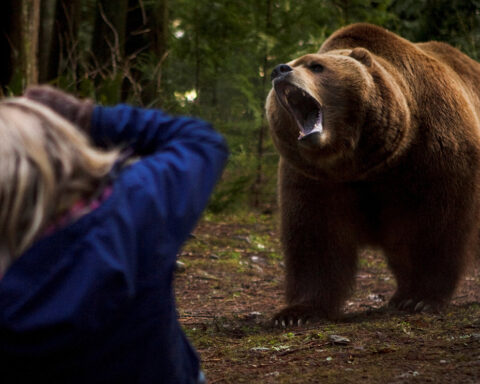 Bear Attack