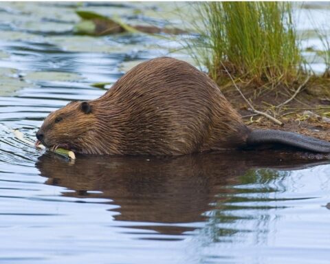 Beaver