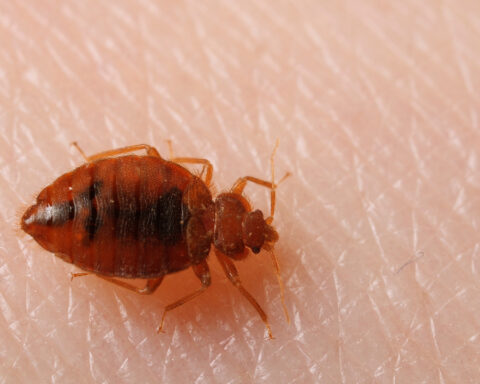 Bedbugs