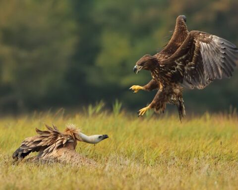 Birds Attacking