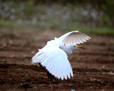 Birds Landing On You