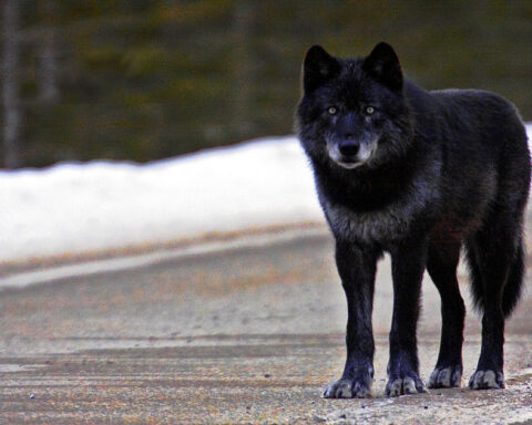 Black Wolf