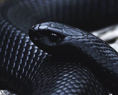 Black snake